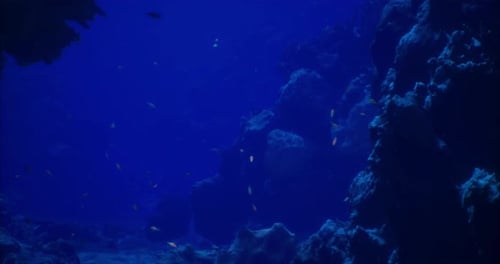 Farbenfrohe Unterwasserszene mit Korallen und Fischen in einer lebendigen Meereskulisse