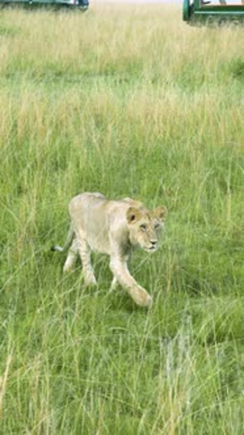 A Young Lion Walks Through Tall Grass on the Savanna As a Safari Vehicle Transports Tourists