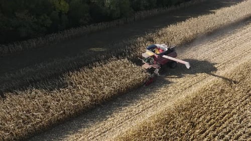 Combine Harvester Collecting Corn Grain in Farm Field During Daytime, Aerial