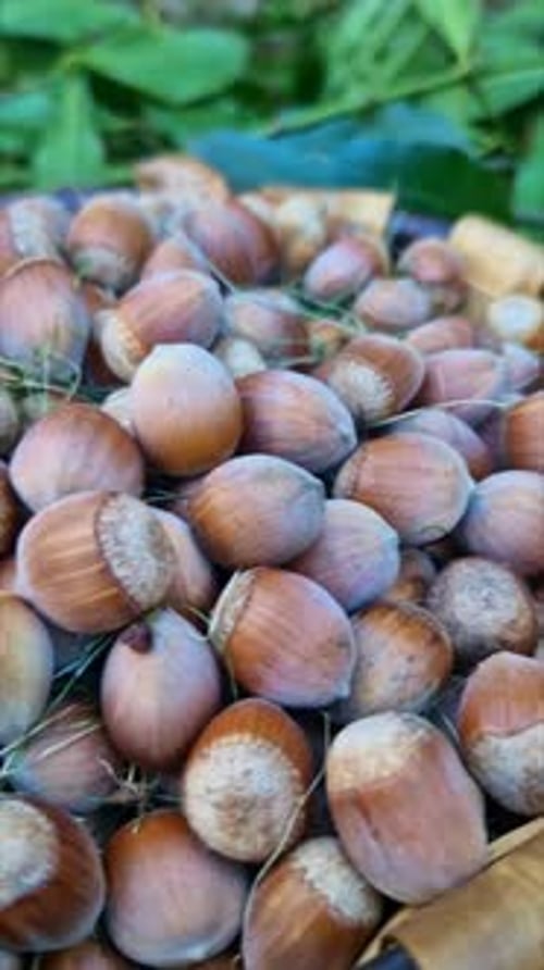 Freshly harvested hazelnuts in a rustic basket surrounded by autumn leaves, symbolizing fall