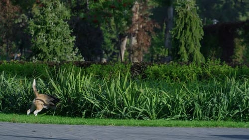 Active Dogs Play Green Grass in Beautiful Park. Funny Purebred Beagle Looking