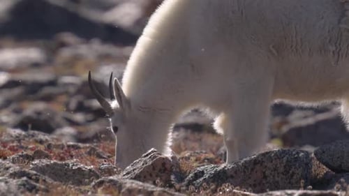 Female mountain goat with horns grazing between rocks, handheld