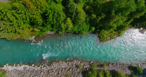 Top Down View of Fast Moving River Surrounded By Pine Forest Canada