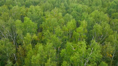 Forest Wood Tree Pine Aerial Drone Footage Green Nature Plant