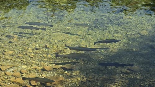Trouts in Natural Habitat. Lake Fishes.