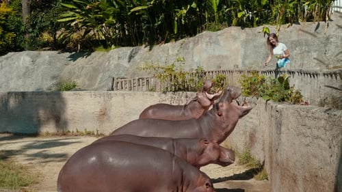 Man Feeding Hippopotamus at Zoo
