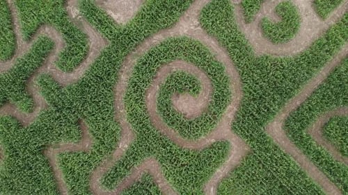 Aerial View of Complex Corn Maze in Field