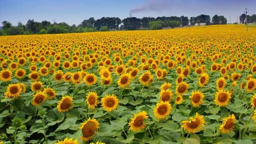 Sonnenblumen am SommerabendtagEin wunderschönes Sonnenblumenfeld an einem heißen Sommertag