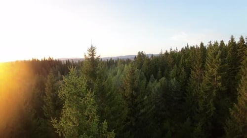 Aerial View From an FPV Drone Flying at High Speed Over Some Mountains and Green Forest Illuminated