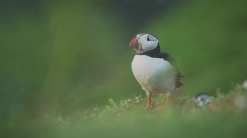 Slow Motion Colourful Atlantic Puffin Sitting in Grassy Hilly Landscape, Amazing Birdlife Scenery Lo