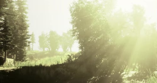 Morning Light Filters Through Trees in a Peaceful Forest Setting