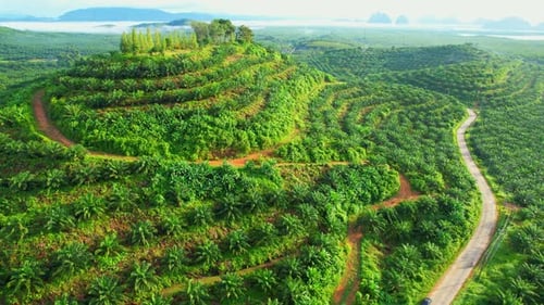Aerial drone video of palm oil plantation on the hill.