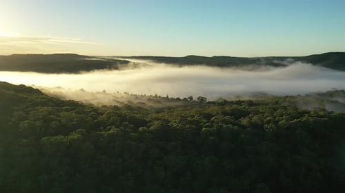 Misty Forest Aerial View at Sunrise