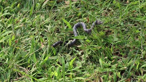 Garter Snake Slithers in Green Grass