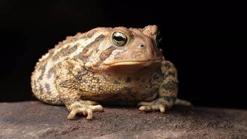 Close-up shot of an American Toad
