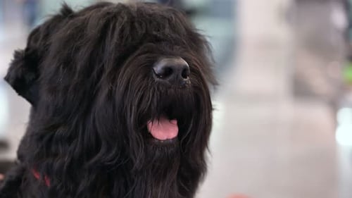 Beautiful portrait of a long haired black dog