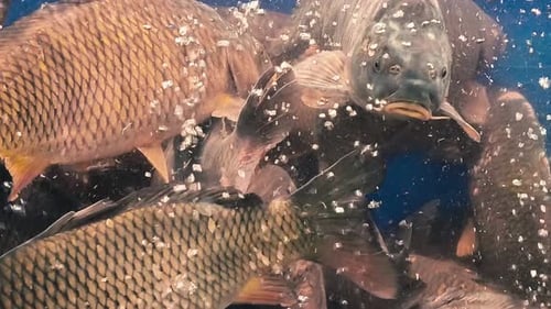 Peixe vivo no mercado de peixe Carpa em um aquário à venda em um supermercado
