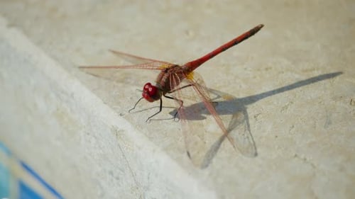 A close-up shot of a dragonfly perched on a light-colored, textured surface