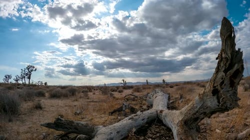 Dried out logs from a dead Joshua tree in the Mojave Desert with a dynamic cloudscape overhead - sta