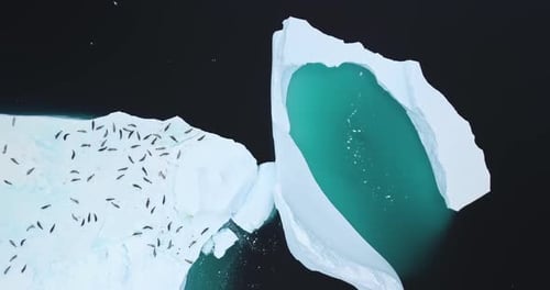 Antarctica Wildlife Seals Colony Conservation