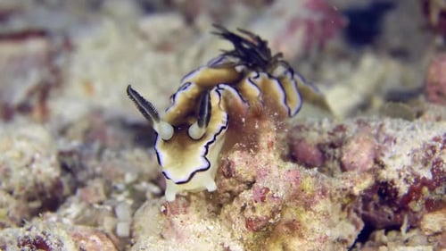 A colorful sea slug underwater. A close-up of beautiful nudibranch Dark Margin Glossodoris (Doripris