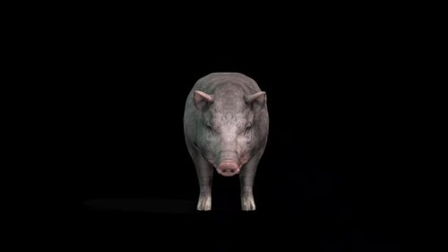 Realistic 3D Pig Blinking Animation with Alpha Channel