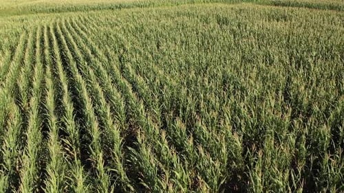 Aerial View Of Cornfield Swaying In The Wind