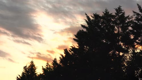 Die Abendsonne geht über der Schönheit der Pinien in der Wildnis unter.