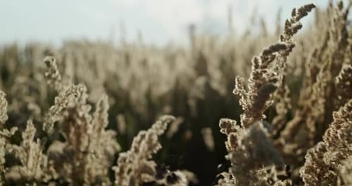 Delicate Fluffy Plant Growing on Dry Meadow on Sunny Summer Day in Nature