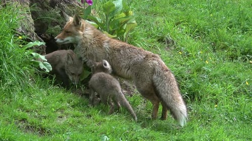Red Fox, vulpes vulpes, Female and Cub standing at the Den Entrance, Normandy in France, Real Time