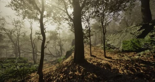 Serene Forest Path Illuminated By Morning Light in a Misty Landscape