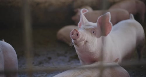Pigs At Livestock Farm Pork Meat Production Agriculture