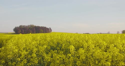 Ölsaaten, Rapsfeld, Rapsblüte, Landwirtschaft, Wachstumsökologie