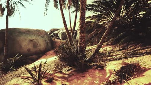 The Palms Oasis Trail is One of Many Popular Hikes in National Park