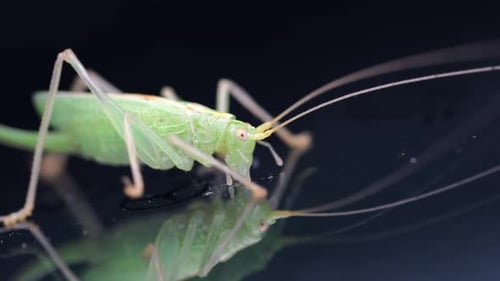 a green grasshopper is on a windshield and eats the remains of insects