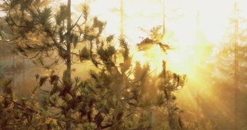 Early Morning Sunlight Filters Through Trees in a Serene Forest Setting