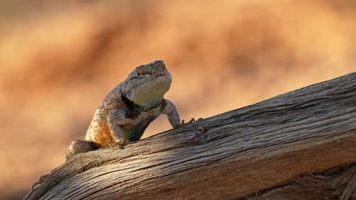 Male Spiny Lizard on tree branch watching then doing push ups