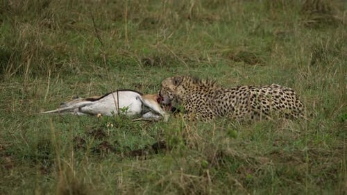 Cheetah starts eating gazelle from soft hindquarters after successful hunt