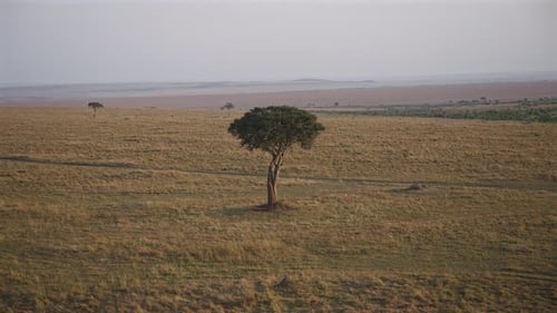 Lone Acacia Tree on African Savannah