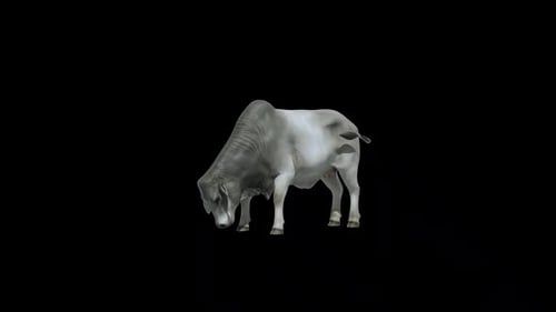 Brahman Cow Eat Loop