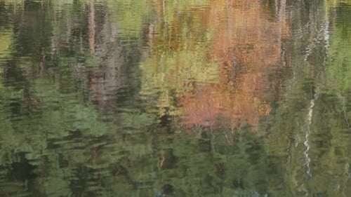Bäume, die sich im verschwommenen Wasser des Waldteichs spiegeln