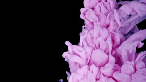 Pink Ink Swirling Abstractly on Black Background