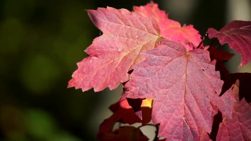 Close-up of red leaves with veining pattern highlighted by oblique sunlight.