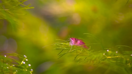 shot red cherry shrimp cleaning it self, sitting on an aquatic plant