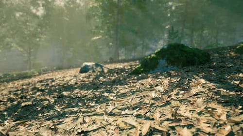 Morning Sunlight Filters Through Trees Over a Forest Floor Covered in Leaves