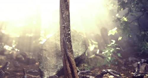 La lumière du soleil filtre à travers les arbres dans un cadre forestier tranquille