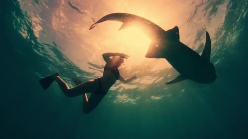 Woman Swimming Underwater With Whale Shark