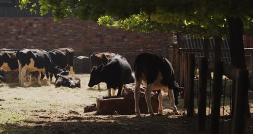 Dairy Cows standing by watering trough