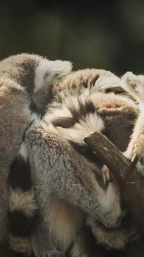 Trois lémuriens se blottissant sur une branche