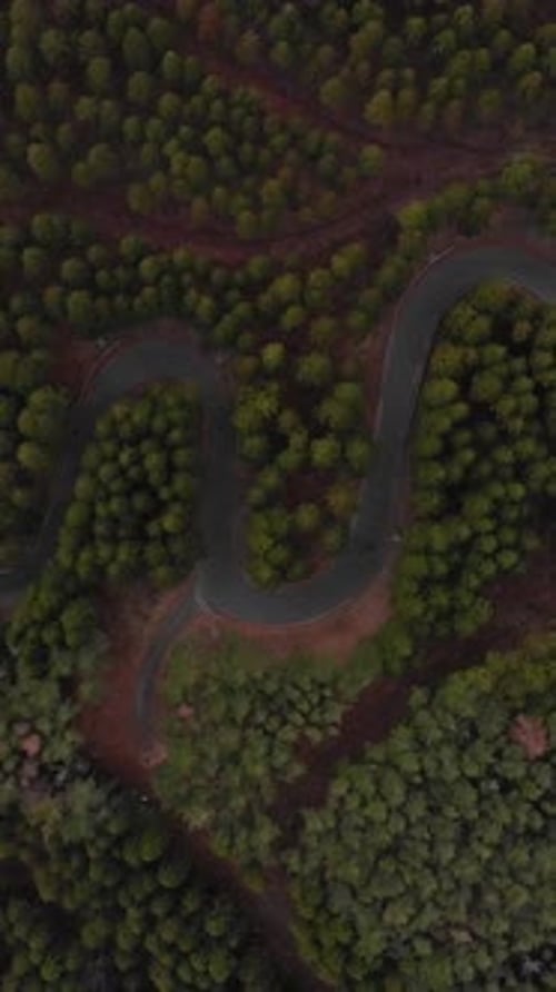 Vertical Curvy Road Cuts Through Dense Cedar Trees Japan Countryside Aerial View